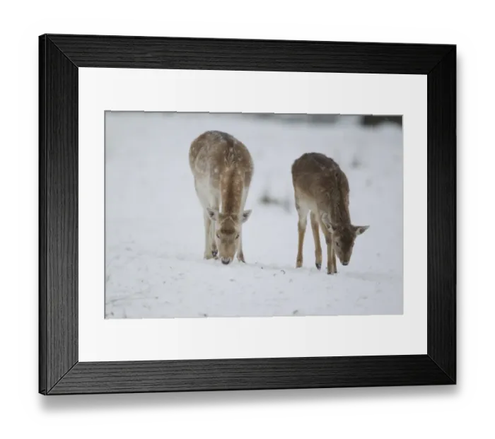 Framed Print : Fallow Deer (Dama dama) mature doe and fawn, feeding on snow covered grassland, Suffolk, England, January Framed Print : Fallow Deer (Dama dama) mature doe and fawn, feeding on snow covered grassland, Suffolk, England, January