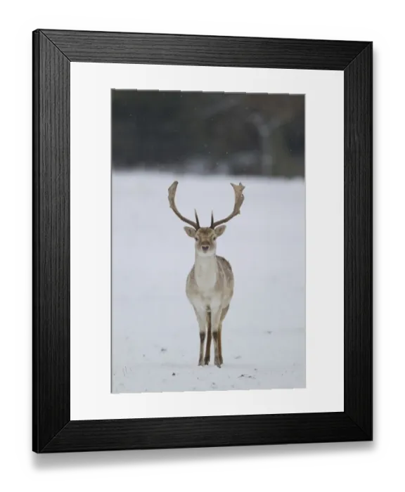 Framed Print : Fallow Deer (Dama dama) mature buck, standing on snow covered woodland edge, Suffolk, England, January Framed Print : Fallow Deer (Dama dama) mature buck, standing on snow covered woodland edge, Suffolk, England, January