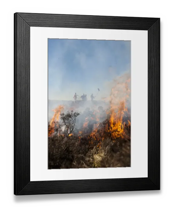Framed Print : Firemen attemting to control heather moor burning on shooting estate which had started to blaze out of control Framed Print : Firemen attemting to control heather moor burning on shooting estate which had started to blaze out of control