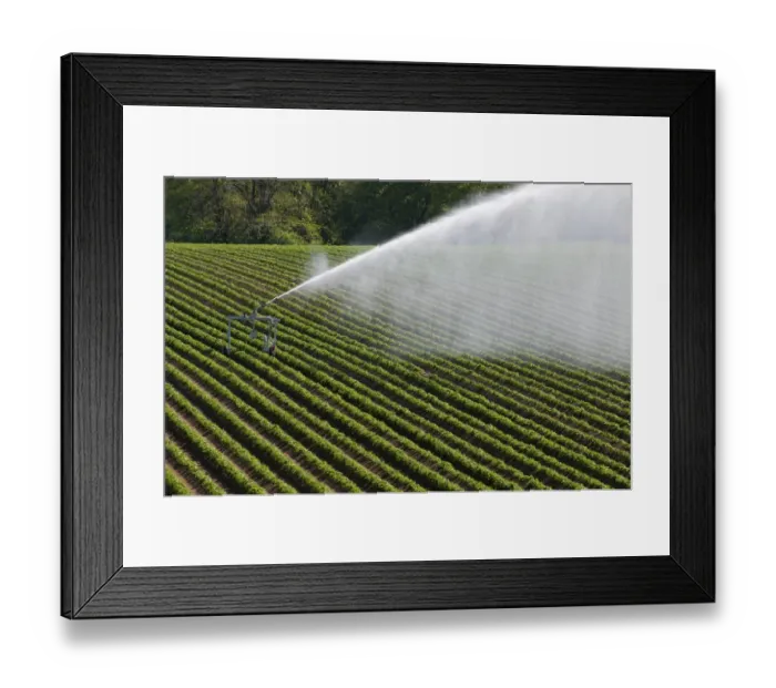 Framed Print : Crop irrigation, travelling irrigator system in commercial Potato (Solanum tuberosum) field, Rackheath, Norfolk