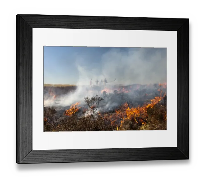 Framed Print : Firemen attemting to control heather moor burning on shooting estate which had started to blaze out of control