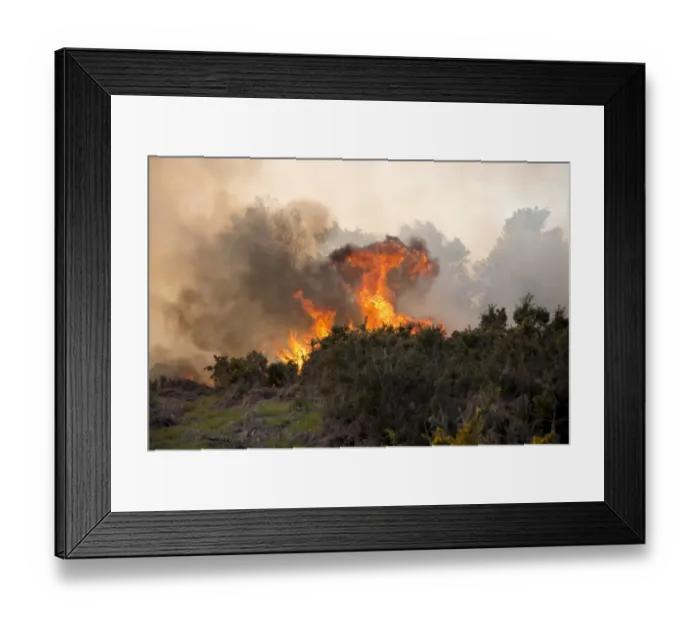 Framed Print : Fire on heathland caused by either carelessness or arson, Ashdown Forest, East Sussex, England, June Framed Print : Fire on heathland caused by either carelessness or arson, Ashdown Forest, East Sussex, England, June
