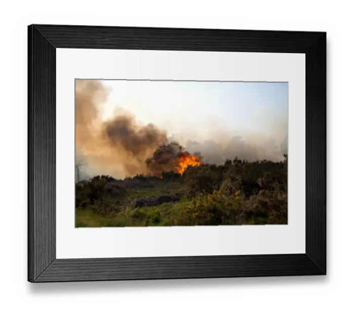 Framed Print : Fire on heathland caused by either carelessness or arson, Ashdown Forest, East Sussex, England, June