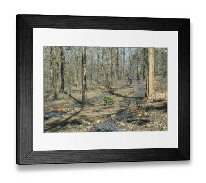 Framed Print : Workers putting burning fireline to avoid forest fire during summer season, Wynad Forest, Wayanad District