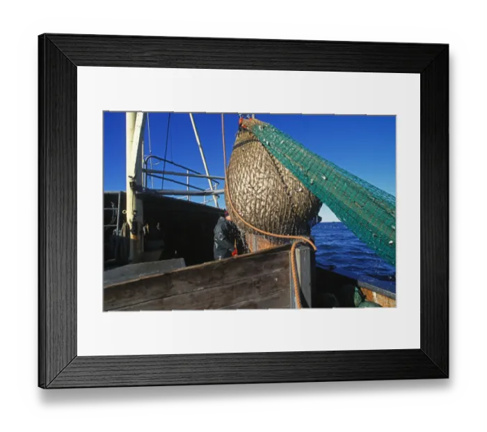Framed Print : Fishing boat with nets full, taking on board Baltic Herring (Clupea harengus membras) catch, Gavlebukten, Baltic Sea