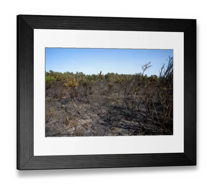Framed Print : Aftermath of fire on heathland caused by either carelessness or arson, Ashdown Forest, East Sussex, England, June