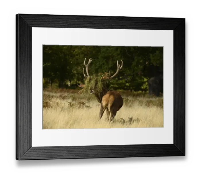 Framed Print : Red Deer (Cervus elaphus) stag, with head covered in grass and bracken, after thrashing during rut, Richmond Park Framed Print : Red Deer (Cervus elaphus) stag, with head covered in grass and bracken, after thrashing during rut, Richmond Park