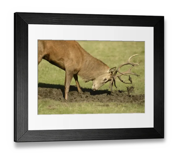 Framed Print : Red Deer (Cervus elaphus) stag, covering antlers with mud during rut, Richmond Park, London, England, October Framed Print : Red Deer (Cervus elaphus) stag, covering antlers with mud during rut, Richmond Park, London, England, October