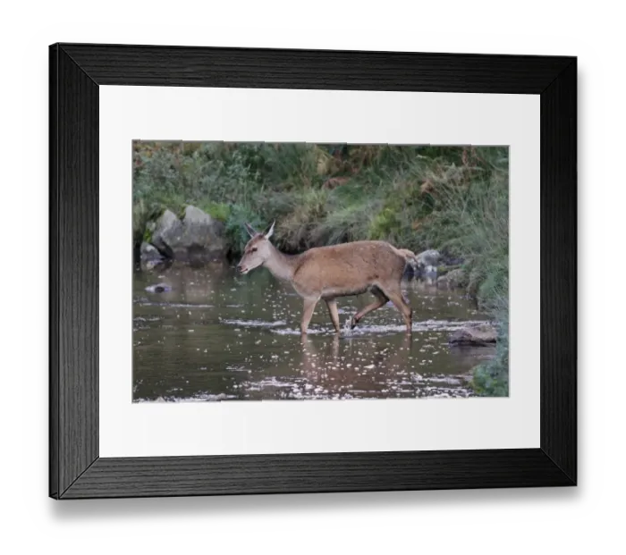 Framed Print : Red Deer (Cervus elaphus) hind, walking across brook, Leicestershire, England, October Framed Print : Red Deer (Cervus elaphus) hind, walking across brook, Leicestershire, England, October