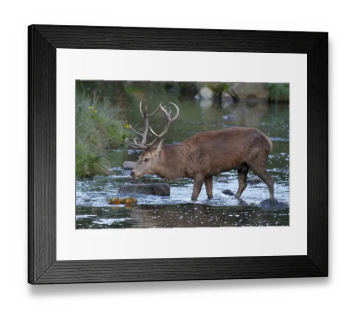 Framed Print : Red Deer (Cervus elaphus) stag, walking across brook, Leicestershire, England, October Framed Print : Red Deer (Cervus elaphus) stag, walking across brook, Leicestershire, England, October