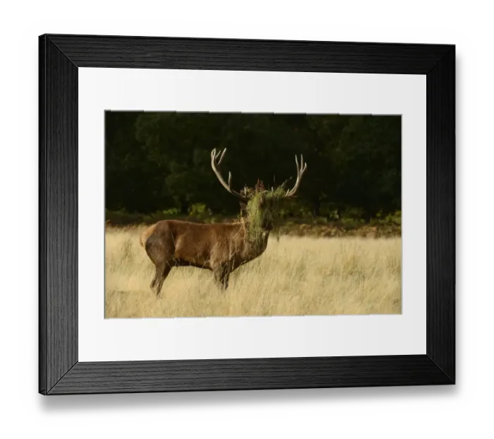 Framed Print : Red Deer (Cervus elaphus) stag, with head covered in grass and bracken, after thrashing during rut, Richmond Park