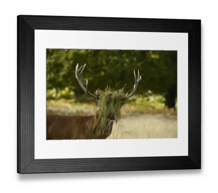 Framed Print : Red Deer (Cervus elaphus) stag, with head covered in grass and bracken, after thrashing during rut, Richmond Park Framed Print : Red Deer (Cervus elaphus) stag, with head covered in grass and bracken, after thrashing during rut, Richmond Park
