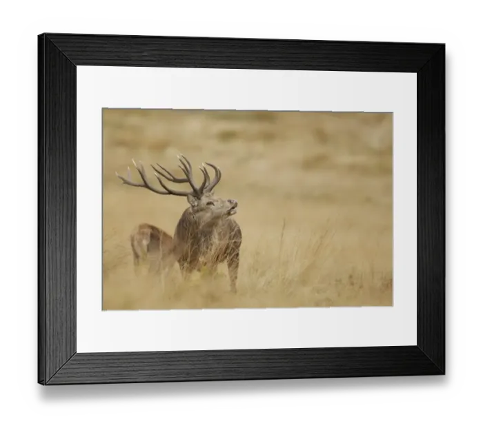 Framed Print : Red Deer (Cervus elaphus) mature stag, in flehmen, scenting nearby hind during rutting season, Bradgate Park Framed Print : Red Deer (Cervus elaphus) mature stag, in flehmen, scenting nearby hind during rutting season, Bradgate Park