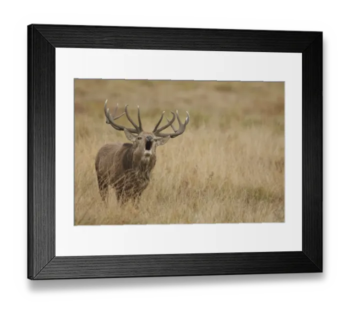 Framed Print : Red Deer (Cervus elaphus) mature stag, roaring during rutting season, Bradgate Park, Leicestershire, England, October