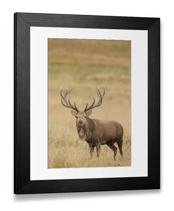 Framed Print : Red Deer (Cervus elaphus) mature stag, standing in grass during rutting season, Bradgate Park, Leicestershire, England Framed Print : Red Deer (Cervus elaphus) mature stag, standing in grass during rutting season, Bradgate Park, Leicestershire, England
