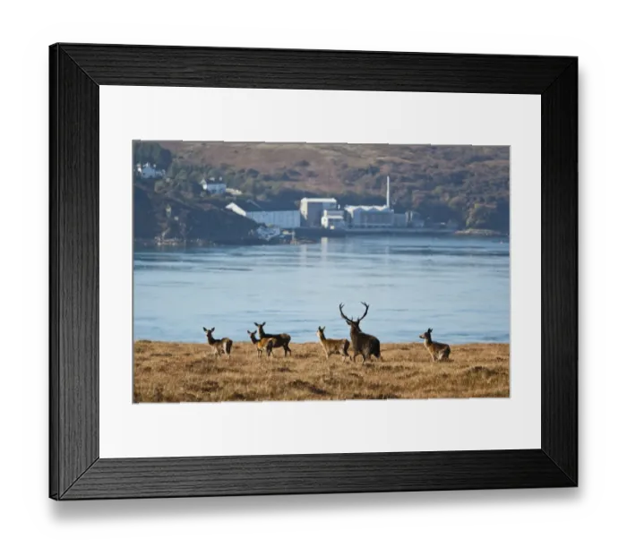 Framed Print : Red Deer (Cervus elaphus) mature stag with group of hinds, during rutting season