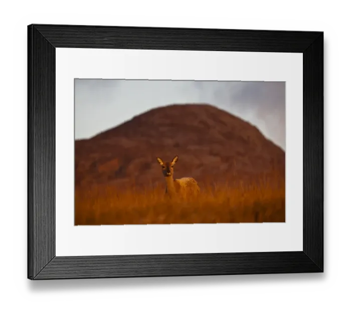 Framed Print : Red Deer (Cervus elaphus) hind, standing on moorland in morning sunlight, with Beinn Shiantaidh Framed Print : Red Deer (Cervus elaphus) hind, standing on moorland in morning sunlight, with Beinn Shiantaidh