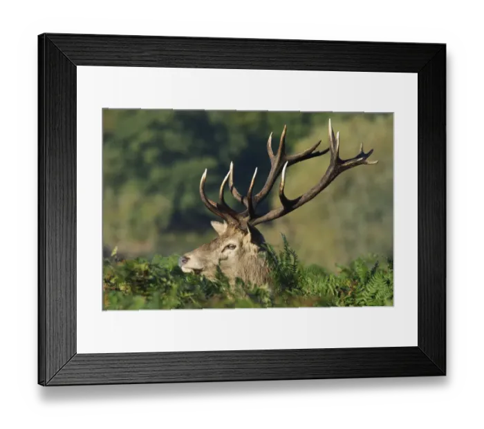 Framed Print : Red Deer (Cervus elaphus) stag, close-up of head, standing in bracken, Richmond Park, London, England, October