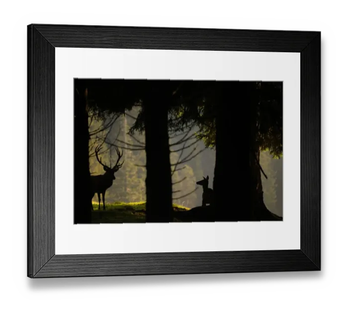 Framed Print : Red Deer (Cervus elaphus) stag and hind, silhouetted amongst tree trunks in coniferous forest habitat, Italian Alps