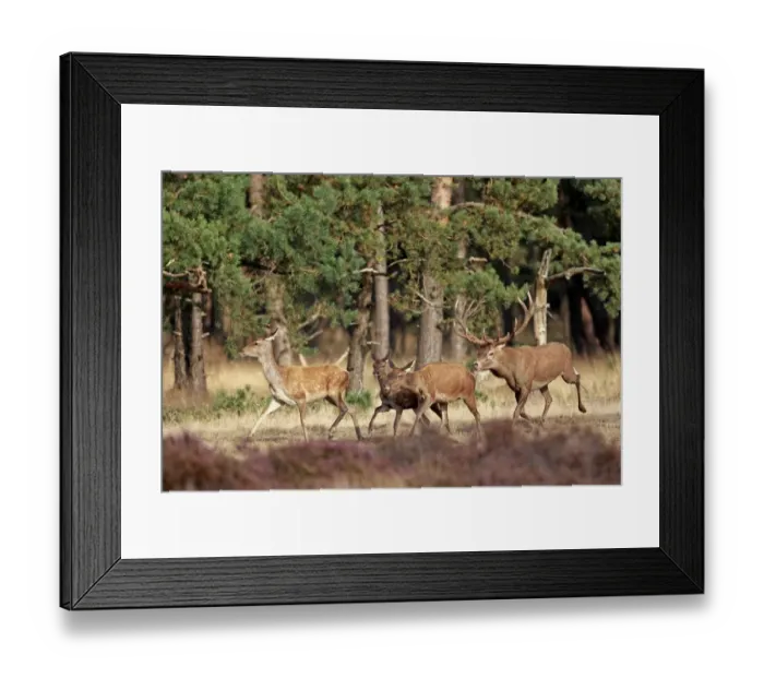 Framed Print : Red Deer (Cervus elaphus) mature stag, following hinds during rutting season, running in wooded heathland Framed Print : Red Deer (Cervus elaphus) mature stag, following hinds during rutting season, running in wooded heathland
