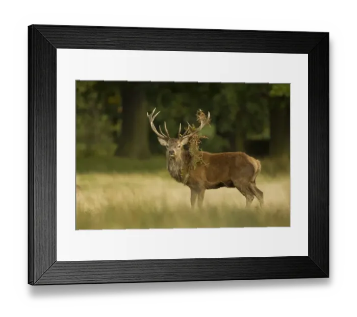 Framed Print : Red Deer (Cervus elaphus) stag, with bracken on antlers, during rutting season, Bradgate Park, Leicestershire, England Framed Print : Red Deer (Cervus elaphus) stag, with bracken on antlers, during rutting season, Bradgate Park, Leicestershire, England