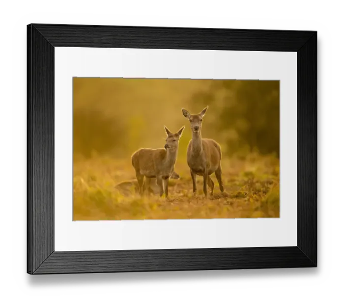 Framed Print : Red Deer (Cervus elaphus) hind and calf, standing together at dusk, Bradgate Park, Leicestershire, England, October Framed Print : Red Deer (Cervus elaphus) hind and calf, standing together at dusk, Bradgate Park, Leicestershire, England, October