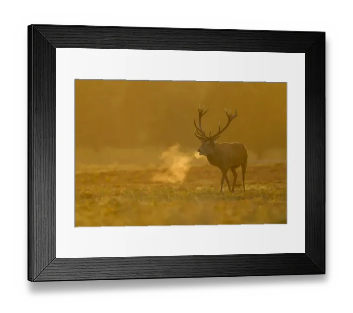 Framed Print : Red Deer (Cervus elaphus) stag, roaring during rutting season, with breath condensing at dawn, Bradgate Park Framed Print : Red Deer (Cervus elaphus) stag, roaring during rutting season, with breath condensing at dawn, Bradgate Park