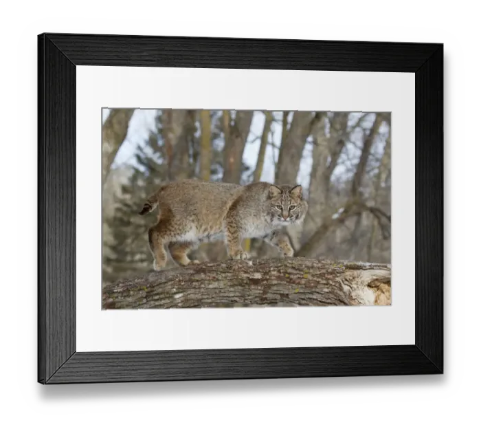 Framed Print : Bobcat (Lynx rufus) adult, walking on tree branch, Minnesota, U. S. A. January (captive) Framed Print : Bobcat (Lynx rufus) adult, walking on tree branch, Minnesota, U. S. A. January (captive)
