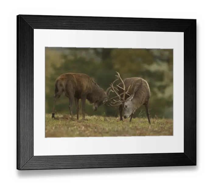 Framed Print : Red Deer (Cervus elaphus) two stags, fighting during rutting season, Bradgate Park, Leicestershire, England, October Framed Print : Red Deer (Cervus elaphus) two stags, fighting during rutting season, Bradgate Park, Leicestershire, England, October