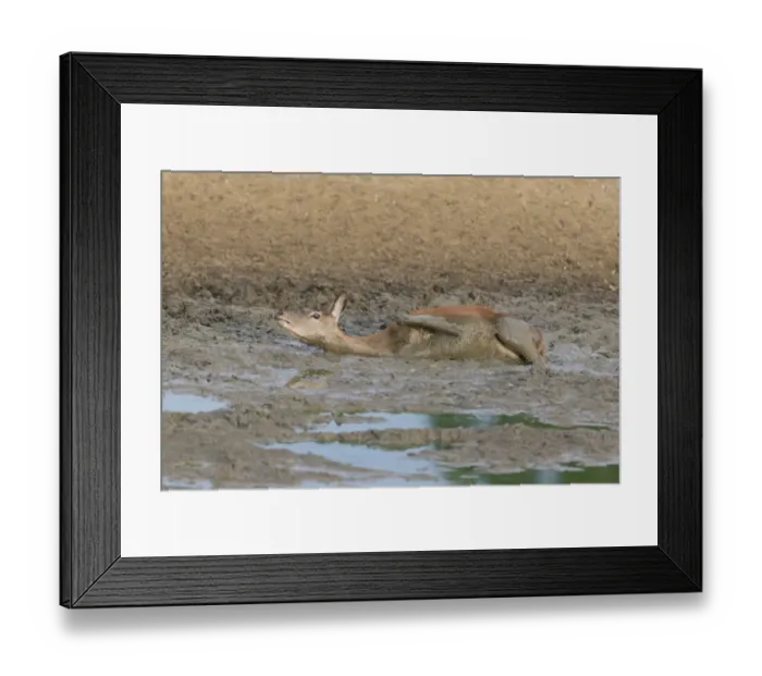 Framed Print : Red Deer (Cervus elaphus) hind, wallowing in mud, Minsmere RSPB Reserve, Suffolk, England, October Framed Print : Red Deer (Cervus elaphus) hind, wallowing in mud, Minsmere RSPB Reserve, Suffolk, England, October
