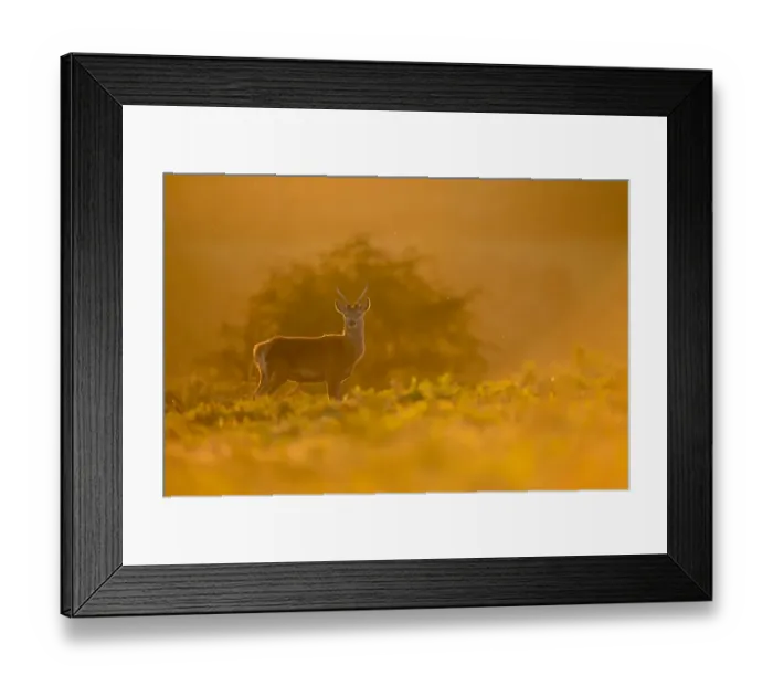 Framed Print : Red Deer (Cervus elaphus) Pricket immature stag, backlit at dusk, during rutting season, Bradgate Park, Leicestershire Framed Print : Red Deer (Cervus elaphus) Pricket immature stag, backlit at dusk, during rutting season, Bradgate Park, Leicestershire