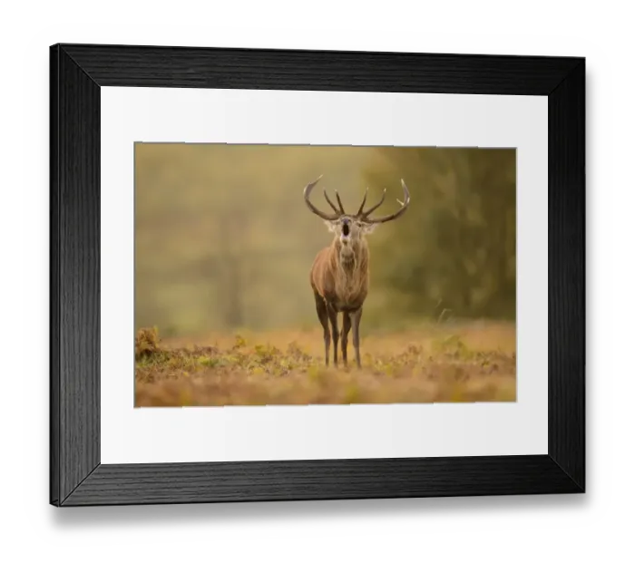 Framed Print : Red Deer (Cervus elaphus) mature stag, roaring, during rutting season, Bradgate Park, Leicestershire, England, October Framed Print : Red Deer (Cervus elaphus) mature stag, roaring, during rutting season, Bradgate Park, Leicestershire, England, October