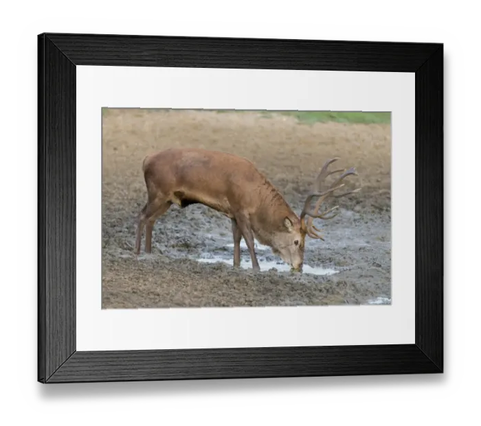 Framed Print : Red Deer (Cervus elaphus) mature stag, drinking, standing in wallow during rutting season, Minsmere RSPB Reserve Framed Print : Red Deer (Cervus elaphus) mature stag, drinking, standing in wallow during rutting season, Minsmere RSPB Reserve