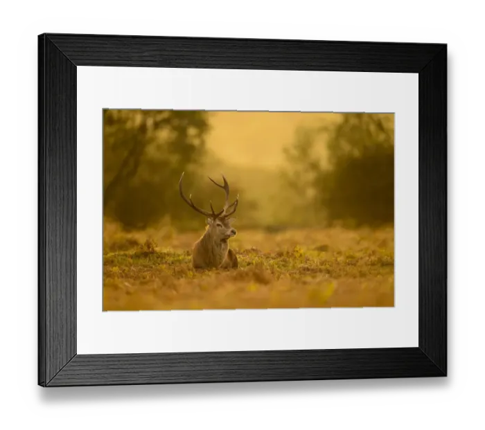 Framed Print : Red Deer (Cervus elaphus) mature stag, resting on ground at dusk, during rutting season, Bradgate Park, Leicestershire