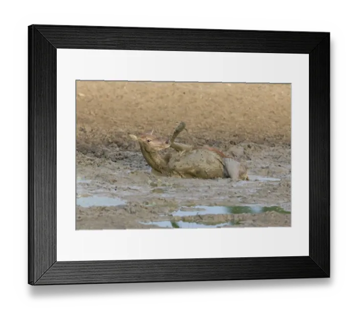 Framed Print : Red Deer (Cervus elaphus) hind, wallowing in mud, Minsmere RSPB Reserve, Suffolk, England, October Framed Print : Red Deer (Cervus elaphus) hind, wallowing in mud, Minsmere RSPB Reserve, Suffolk, England, October