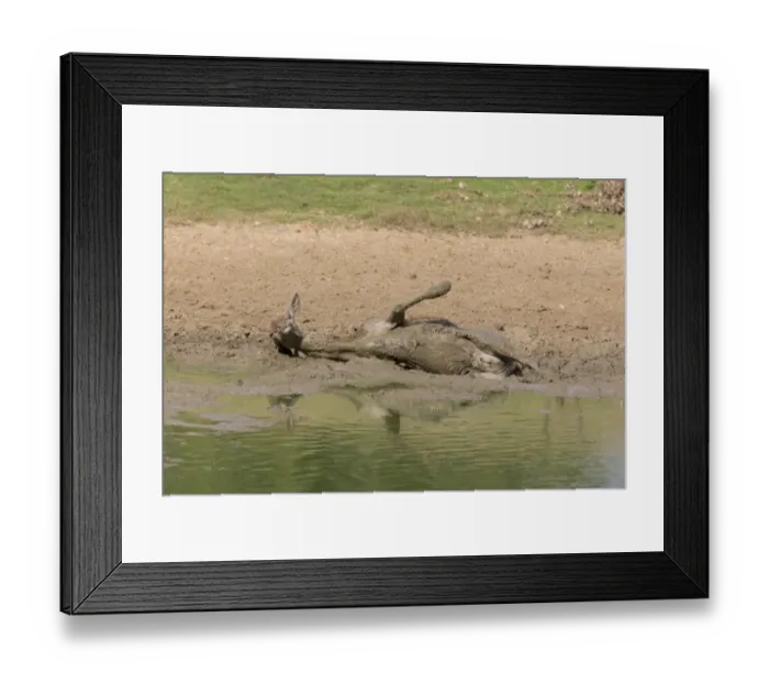 Framed Print : Red Deer (Cervus elaphus) hind, wallowing in mud, Minsmere RSPB Reserve, Suffolk, England, October Framed Print : Red Deer (Cervus elaphus) hind, wallowing in mud, Minsmere RSPB Reserve, Suffolk, England, October