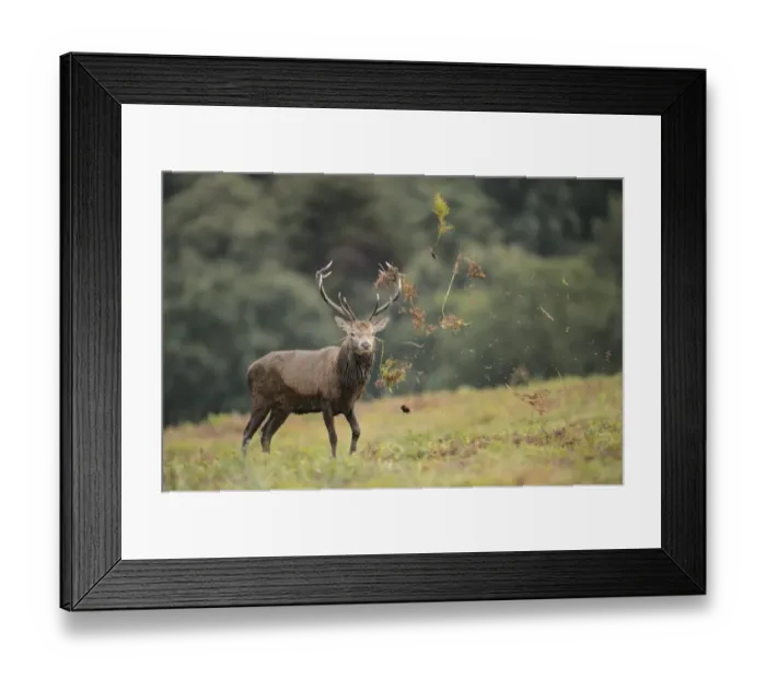Framed Print : Red Deer (Cervus elaphus) mature stag, thrashing bracken with antlers, displaying during rutting season, Bradgate Park Framed Print : Red Deer (Cervus elaphus) mature stag, thrashing bracken with antlers, displaying during rutting season, Bradgate Park