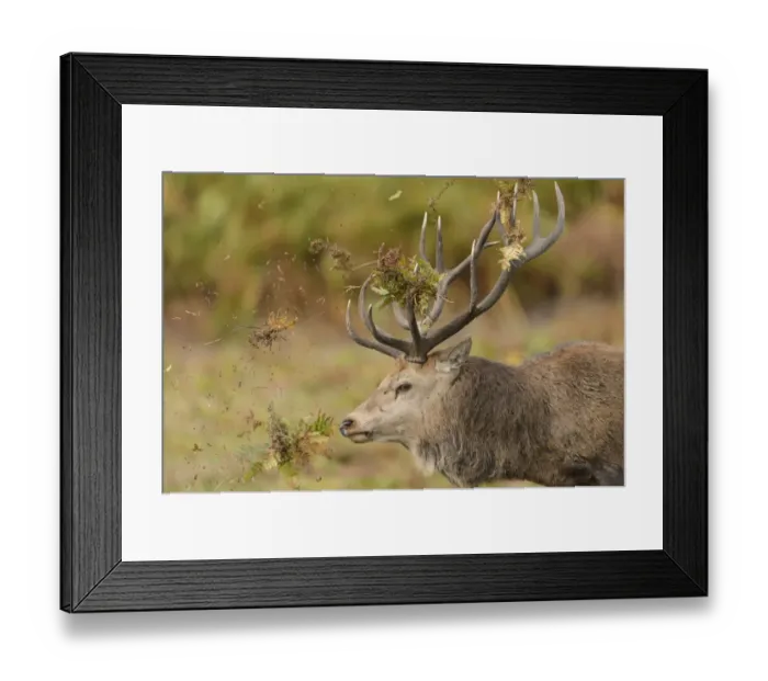 Framed Print : Red Deer (Cervus elaphus) mature stag, close-up of head, thrashing bracken with antlers Framed Print : Red Deer (Cervus elaphus) mature stag, close-up of head, thrashing bracken with antlers