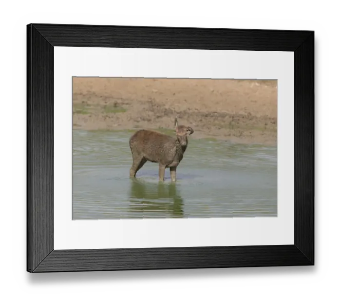Framed Print : Red Deer (Cervus elaphus) calf, shaking mud from body, standing in wallow, Minsmere RSPB Reserve, Suffolk, England Framed Print : Red Deer (Cervus elaphus) calf, shaking mud from body, standing in wallow, Minsmere RSPB Reserve, Suffolk, England