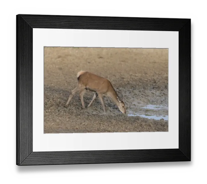 Framed Print : Red Deer (Cervus elaphus) calf, drinking, standing at edge of mud wallow, Minsmere RSPB Reserve, Suffolk, England Framed Print : Red Deer (Cervus elaphus) calf, drinking, standing at edge of mud wallow, Minsmere RSPB Reserve, Suffolk, England