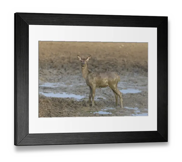 Framed Print : Red Deer (Cervus elaphus) calf, covered in mud, standing in wallow, Minsmere RSPB Reserve, Suffolk, England, October Framed Print : Red Deer (Cervus elaphus) calf, covered in mud, standing in wallow, Minsmere RSPB Reserve, Suffolk, England, October