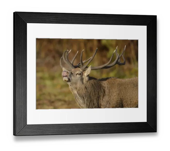 Framed Print : Red Deer (Cervus elaphus) mature stag, close-up of head, in flehmen, during rutting season, Bradgate Park