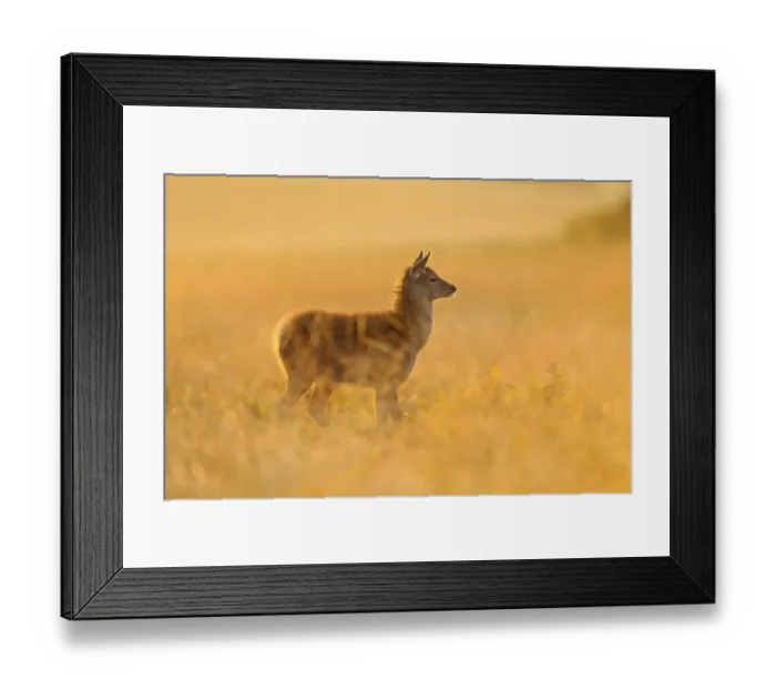 Framed Print : Red Deer (Cervus elaphus) calf, standing at dawn, Bradgate Park, Leicestershire, England, October
