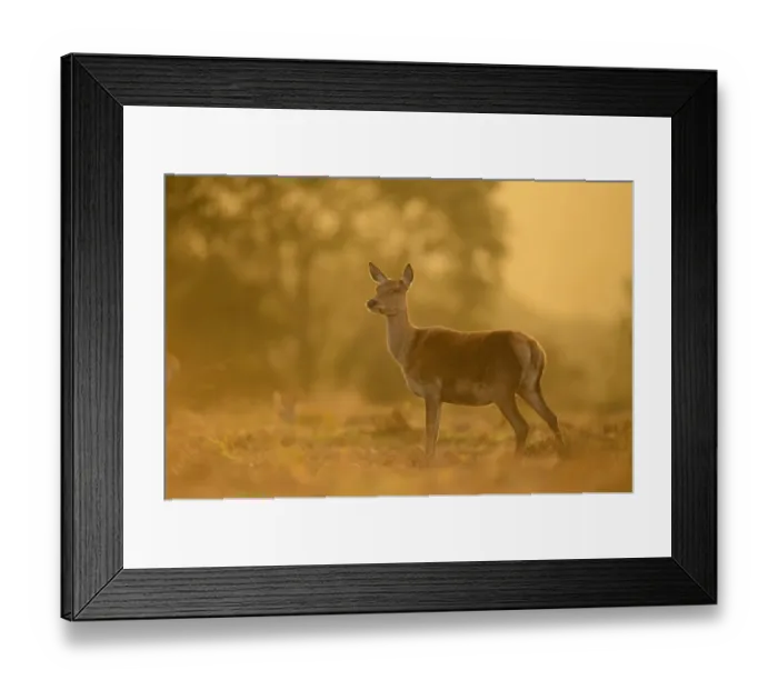 Framed Print : Red Deer (Cervus elaphus) hind, alert, standing at dusk, Bradgate Park, Leicestershire, England, October Framed Print : Red Deer (Cervus elaphus) hind, alert, standing at dusk, Bradgate Park, Leicestershire, England, October
