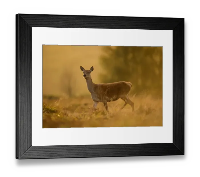 Framed Print : Red Deer (Cervus elaphus) hind, alert, walking at dusk, Bradgate Park, Leicestershire, England, October Framed Print : Red Deer (Cervus elaphus) hind, alert, walking at dusk, Bradgate Park, Leicestershire, England, October