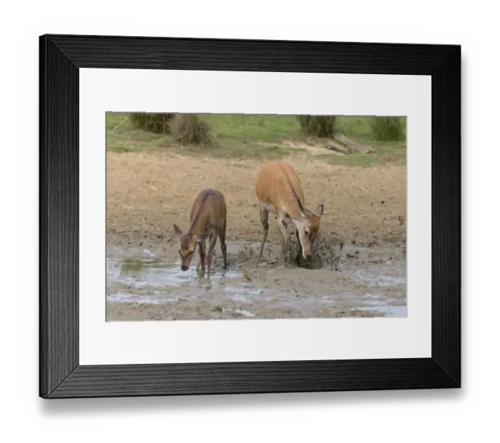 Framed Print : Red Deer (Cervus elaphus) hind and calf, kicking mud with front feet, standing in wallow, Minsmere RSPB Reserve Framed Print : Red Deer (Cervus elaphus) hind and calf, kicking mud with front feet, standing in wallow, Minsmere RSPB Reserve