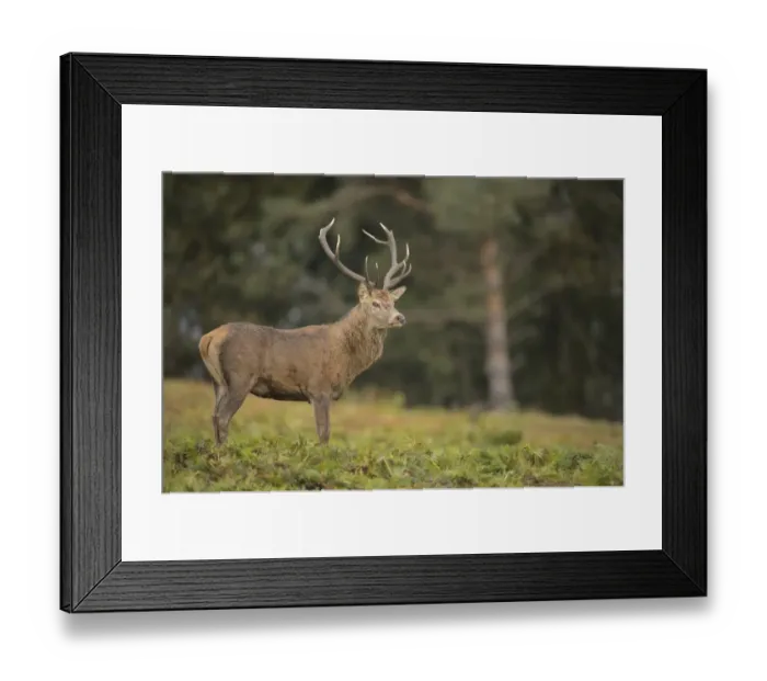 Framed Print : Red Deer (Cervus elaphus) mature stag, standing in bracken at edge of woodland, during rutting season, Bradgate Park Framed Print : Red Deer (Cervus elaphus) mature stag, standing in bracken at edge of woodland, during rutting season, Bradgate Park