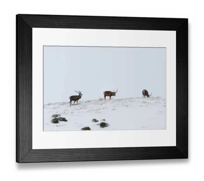 Framed Print : Red Deer (Cervus elaphus) three young stags, standing on snow covered mountainside, Monadhliath Mountains Framed Print : Red Deer (Cervus elaphus) three young stags, standing on snow covered mountainside, Monadhliath Mountains