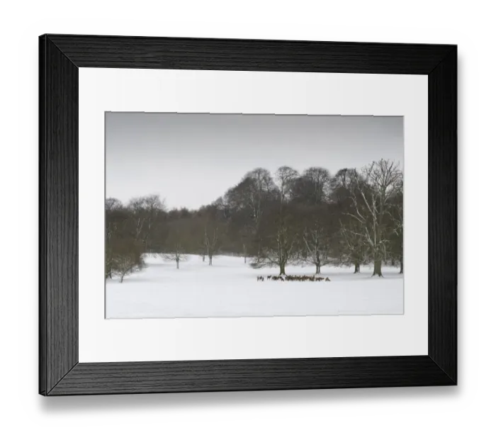 Framed Print : Red Deer (Cervus elaphus) herd, standing in snow covered parkland habitat, Wollaton Hall, Wollaton Park, Nottingham Framed Print : Red Deer (Cervus elaphus) herd, standing in snow covered parkland habitat, Wollaton Hall, Wollaton Park, Nottingham