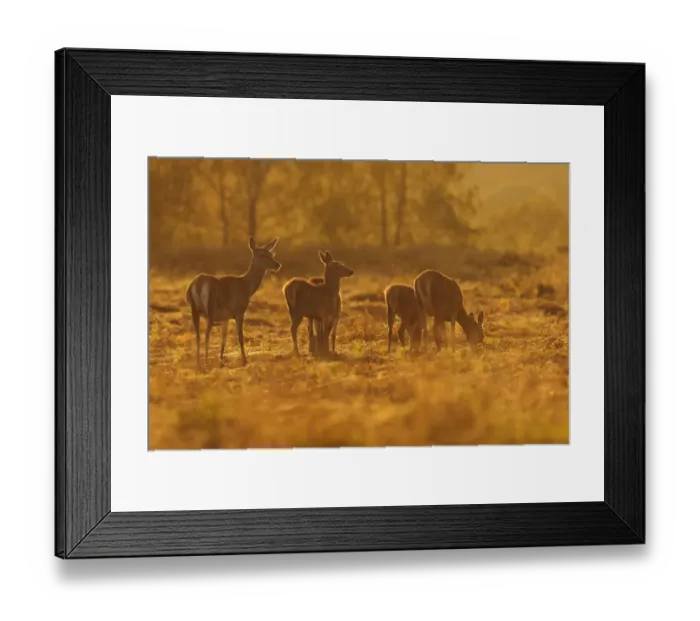 Framed Print : Red Deer (Cervus elaphus) hinds and calves, grazing, backlit at dusk, Bradgate Park, Leicestershire, England, October Framed Print : Red Deer (Cervus elaphus) hinds and calves, grazing, backlit at dusk, Bradgate Park, Leicestershire, England, October